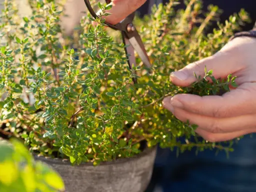 En hand klipper timjan blommor från en kruka.