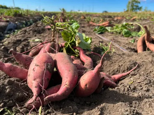 Färska, röda sötpotatisar ligger uppgrävda ur jorden på ett fält. En del av plantan syns fortfarande.