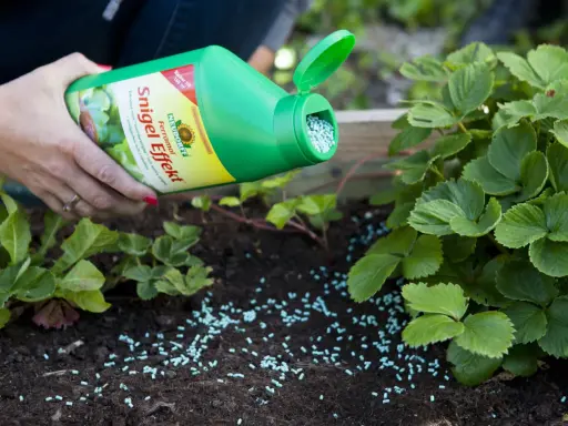 En hand sprider blå korn från en grön flaska runt jordgubbsplantor. Produkten är effektiv mot sniglar.