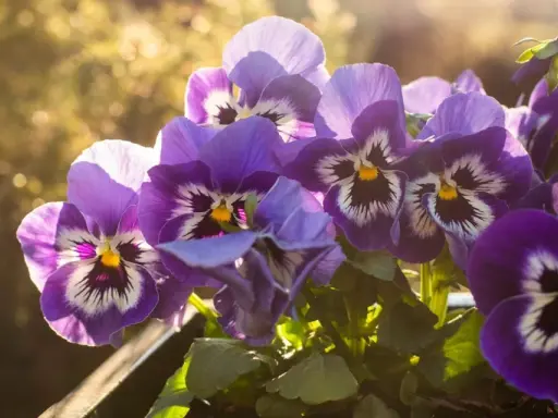 Vackra lila penseer i solljus, redo att plantera penseer i din trädgård för att sprida färg.