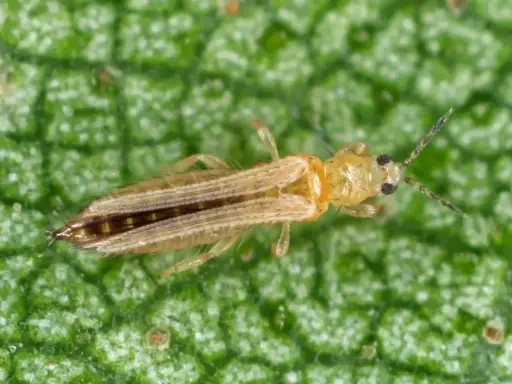 En närbild av en ljusbrun trips på ett grönt blad. Denna insekt kan kräva thrips treatment för att skydda växter.