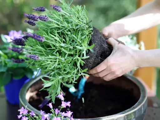 Händer planterar en doftande lavendel i kruka. Snart sprider sig den lila skönheten i trädgården.