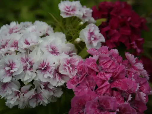 Vackra perenner som blommar hela sommaren i vitt, rosa och mörkt rött. En färgexplosion i trädgården.