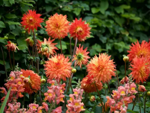 En grupp lysande orange dahlia bloom med mjuka rosa lejongap i förgrunden.