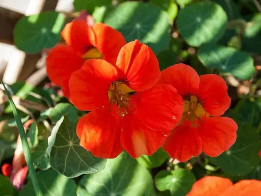 Färgglad buskkrasse i kruka med sina karaktäristiska orange blommor och runda blad.