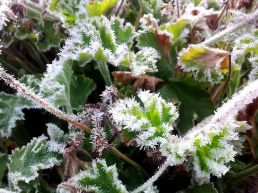 Frostiga blad och stjälkar, en vacker men kall morgon. Det ser ut som att dessa växter, kanske pelargoner, tål pelargoner frost.