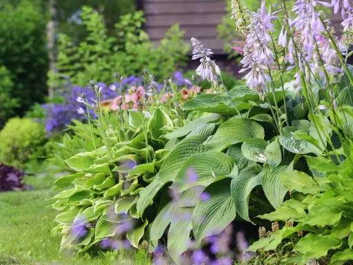 En lummig rabatt med tåliga perenner i olika nyanser av grönt och lila blommor. Hostan i förgrunden har stora, veckade blad.