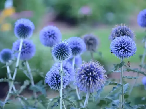 Blå bolltistel blommar i en vacker samplantering. En bi surrar runt en av de runda blommorna.