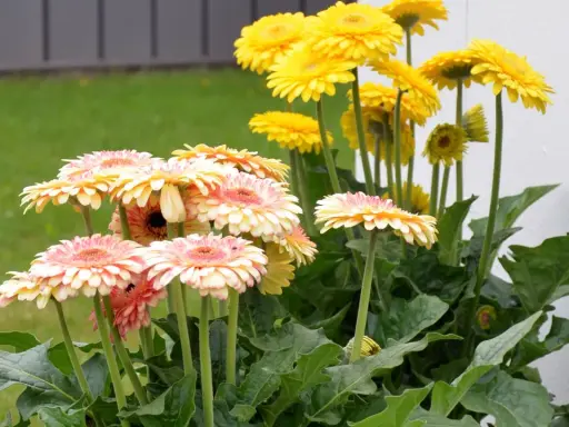 En bukett med rosa och gula gerbera blommor i full blom. Grönskande bladverk och en gräsmatta i bakgrunden.