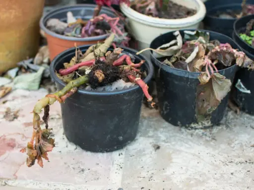 Torkade, döda växter i svarta krukor. En planta har en grön stam med rötter som hänger utanför krukan.