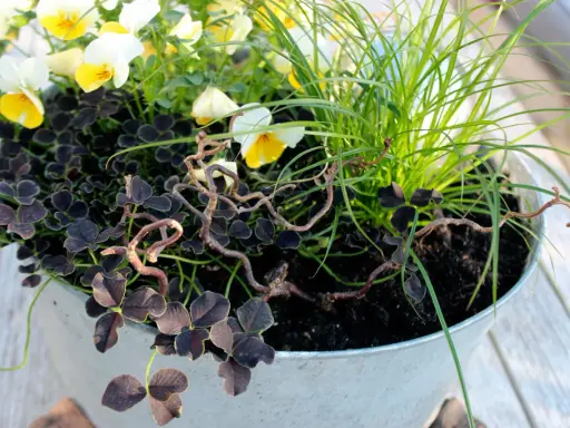 Vacker plantering med penséer, mörkt klöver och gräs att odla i kruka. En fin dekoration på altanen.