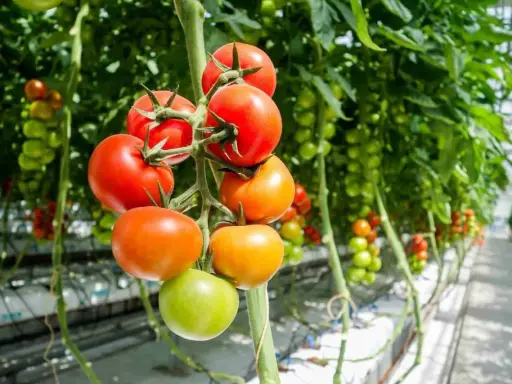 Tomatplantor i växthus, med mogna röda och orange tomater samt gröna omogna. Rätt avstånd mellan tomatplantor är viktigt för god skörd.