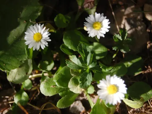 Tre små vita blommor, bellis perennis, med gula mittar lyser upp i grönska och solljus.