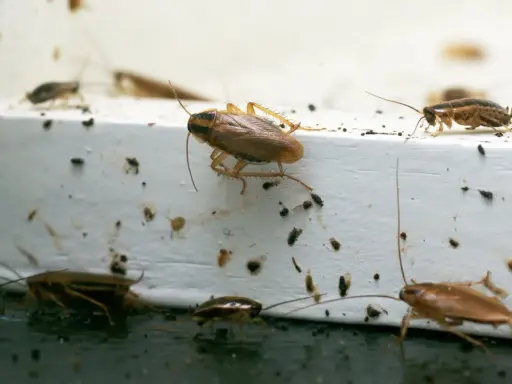 Flera kackerlackor kryper på en vit yta, vilket indikerar skadedjur inomhus. Mörka prickar, troligen spillning, syns överallt.