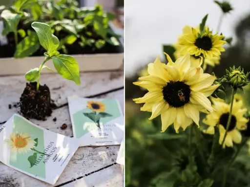 En planta av solros växer ur jordklumpen bredvid fröpåsar. En bi besöker en gul solros i blom.