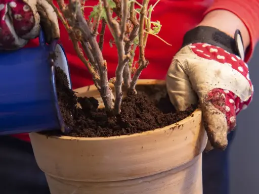 Händer med trädgårdshandskar planterar om pelargoner i en terrakottakruka med ny jord.