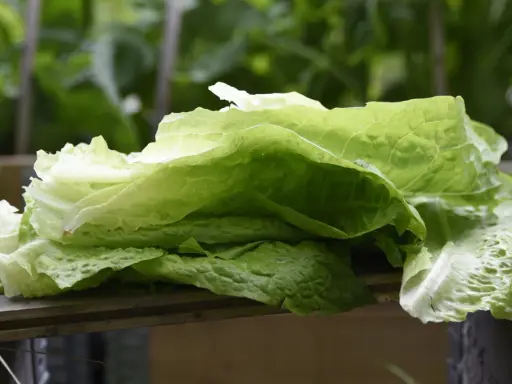 Färska blad av romansallad, nyskördade och redo att ätas. En påminnelse om att romansallad odla är enkelt och givande.