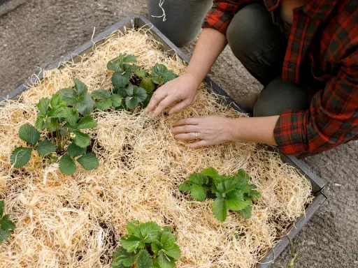 Händer som arbetar med att rensa jordgubbsland och lägga halm runt plantorna.
