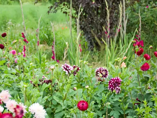 En blomstrande rabatt med dahlior och gladiolus. En vacker mieczyk ogrodowy i full blom.