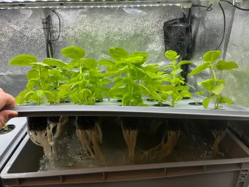 Gröna basilika plantor växer i ett hydroponiskt system. Rötterna hänger ner i näringslösningen under en ljusramp.