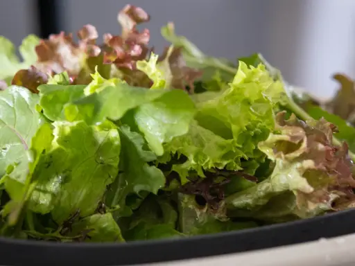 En skål med olika sallad sorter, med gröna och rödaktiga blad.