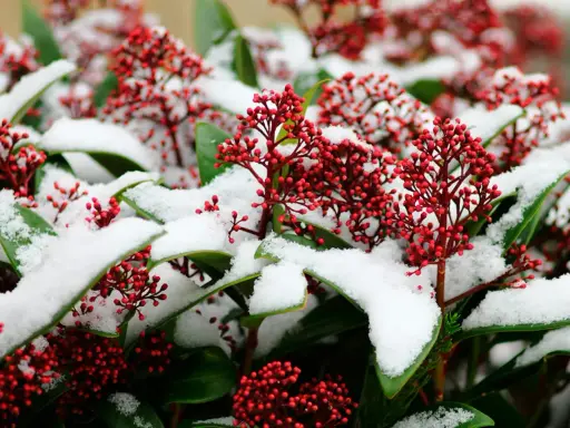 Röda bär på skimmia täckta av snö. Vackert trots skimmia minusgrader.