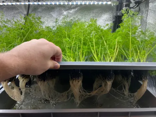 En hand lyfter en bricka med frodiga gröna plantor. Under brickan syns ett nätverk av vita rötter som växer i vatten, ett tydligt exempel på hur man kan odla i vatten.