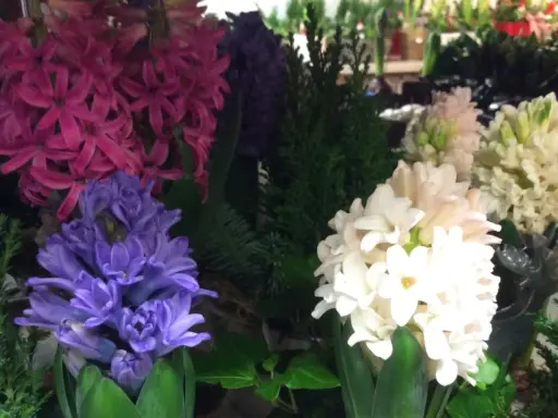 Vackra hyacinter i lila, rosa och vita nyanser, perfekta för julstämning.