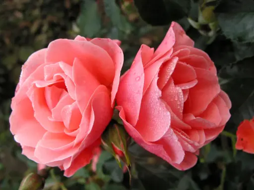 Två rosa rosor med daggdroppar på kronbladen. En knopp anas. Remonterande rosor i morgonsolen.