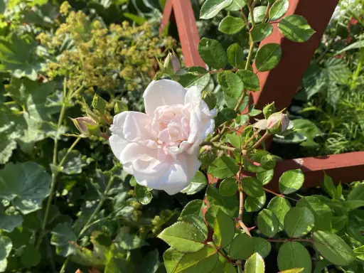 En ljusrosa ros i kruka blommar vackert bland gröna blad och knoppar. En träspaljé skymtar i bakgrunden.