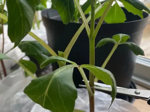 En sax klipper av en gren för att toppa dahlia. Gröna blad och mörka stjälkar syns.