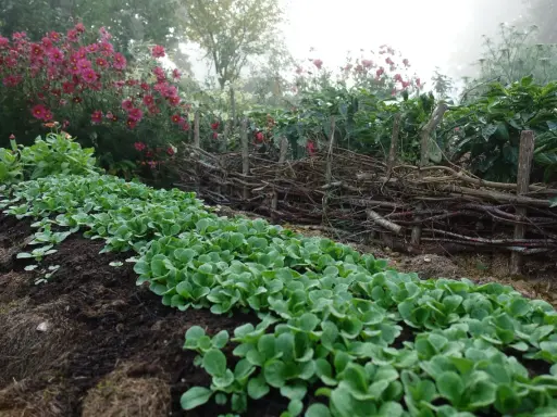 Rad med små plantor, perfekt för en vintersallad att odla. Bakom syns en flätad grenstaket och rosa blommor.