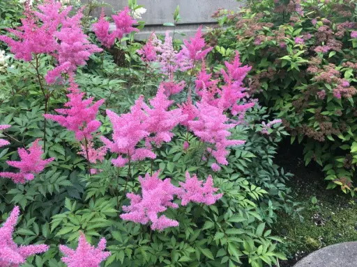 Flerfaldiga, fluffiga rosa astilbe i kruka blommar frodigt bland gröna blad.