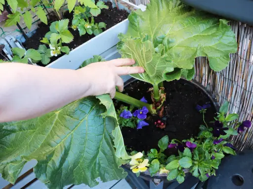 En hand lyfter ett stort blad från en rabarber i kruka. Små violer blommar runt rabarbern.