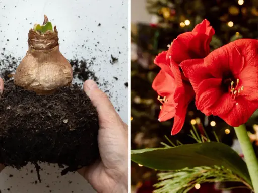 Händer planterar en amaryllis. Bredvid syns en vacker röd amaryllisblomma med julbelysning i bakgrunden.