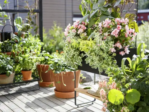 En lummig balkong med många krukor och hängande blommor. Rosa begoniablommor och gröna bladverk skapar en vacker oas.