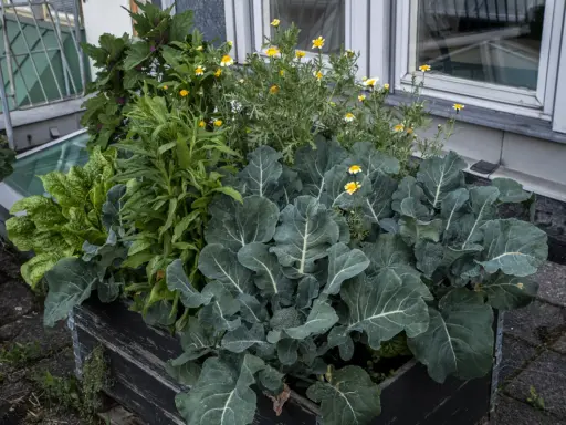 En pallkrage med samplantering av grönkål, broccoli och små gula blommor. En frodig och mångsidig odling.