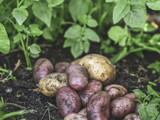 Nyskördade potatisar, både röda och gula, ligger i jorden bland gröna blad. En härlig kupa potatis redo att tillagas.