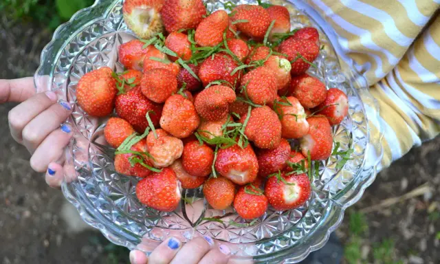 En skål med färska jordgubbar, plockade med rätt avstånd jordgubbsplantor. De är dekorerade med gröna blad.