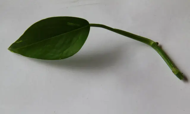En grön gullranka stickling med ett blad ligger på ett vitt underlag.