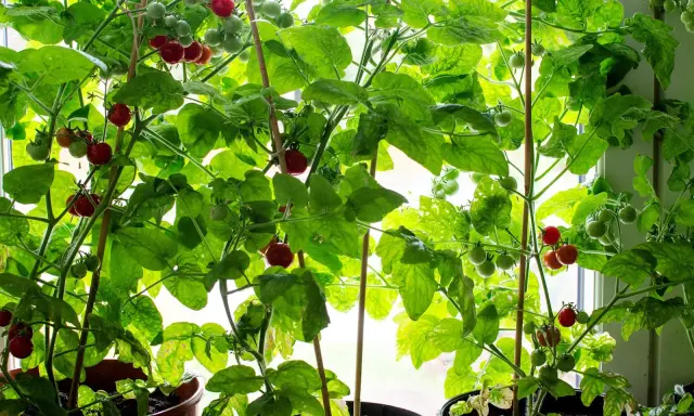 Tomatplantor i hinkar växer frodigt vid ett fönster. Röda och gröna tomater hänger från grenarna, redo att skördas. En härlig syn för den som vill odla tomater i hink.