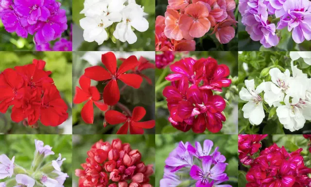 En mosaik av vackra pelargoner i olika färger och sorter: lila, vita, rosa, röda och cerisa blommor.
