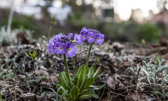 Två lila primula frost blommor med gula mittar reser sig ur marken bland torra löv och grågröna blad.