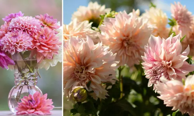 En bukett med rosa och vita dahlia snittblommor i en glasvas. En ensam dahlia ligger framför vasen.