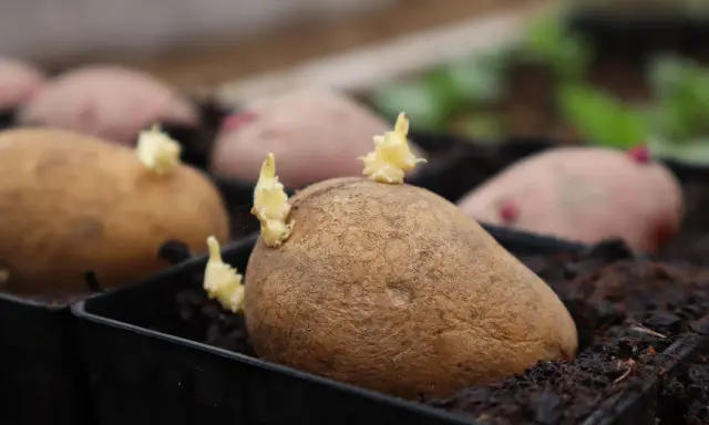 Potatisar i svarta krukor med små skott som visar att de börjar grodda. Snart är det dags att plantera dem i jorden.
