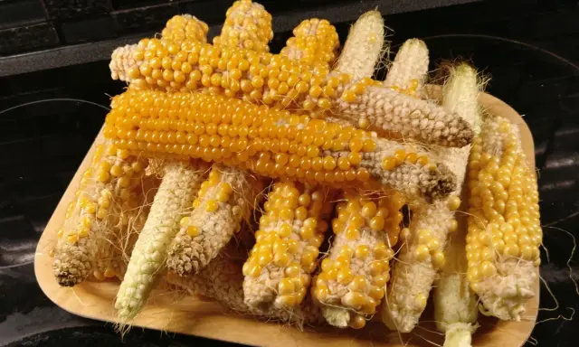En hög med majskolvar, redo att plantera popcorn. De gyllene kornen lyser på de torkade kolvarna.