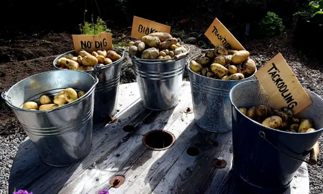Fem hinkar med nyskördade potatis står uppradade. Skyltar anger olika odlingsmetoder, som "No Dig" och "Täckodling", vilket visar på ett intressant avstånd mellan metoderna och resultatet.