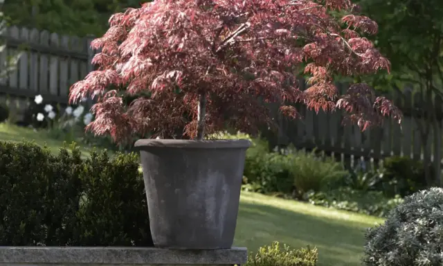 En rödbladig japansk lönn i kruka, perfekt för att plantera pion på våren i en vacker trädgård.