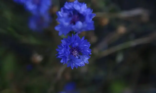 Två blåklint perenn blommor i fokus, med en mjuk, mörk bakgrund.
