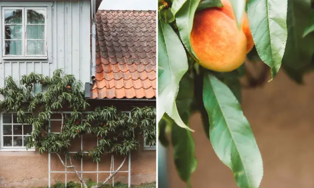 En persikabuske klättrar mot ett hus med tegeltak. En persika hänger bland gröna blad, redo att skördas.